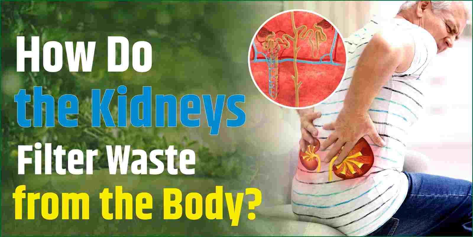 How Do the Kidneys Filter Waste from the Body?